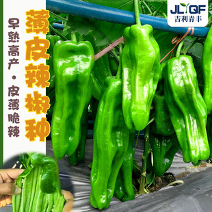 薄皮辣椒种子青椒秧苗皱皮春四季盆栽高产阳台青阳辣椒种籽蔬菜孑