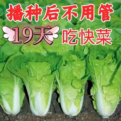 四季快菜种子速生奶白菜
