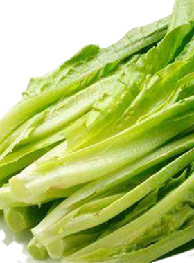 油麦菜籽种子大全春秋四季