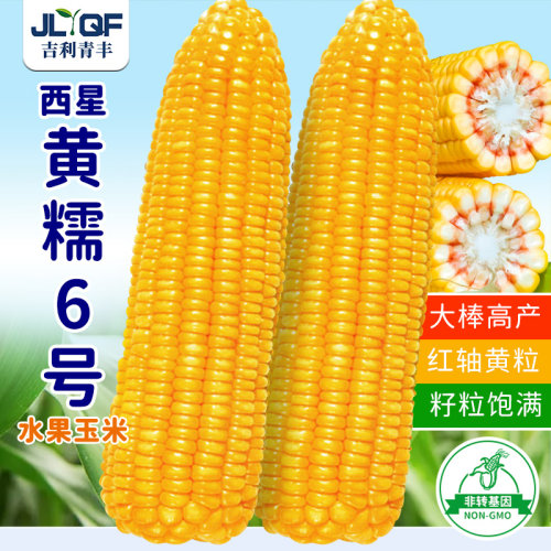 纯糯玉米种孑大田苞米