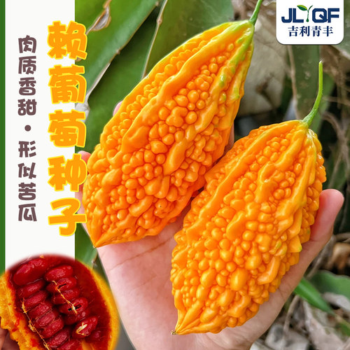 金铃子小癞瓜种籽苦瓜四季