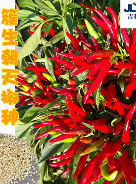 抗重茬朝天椒种子大全小米四季