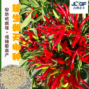 抗重茬朝天椒苗小米椒种子盆栽春四季簇生四川特辣辣椒种籽大全