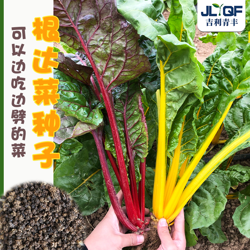 根达菜种子牛皮菜四季