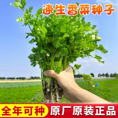 夏播香菜籽种耐热小叶香菜种子孑