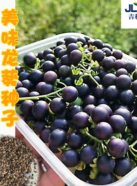 龙葵种子高产东北黑黝黝四季