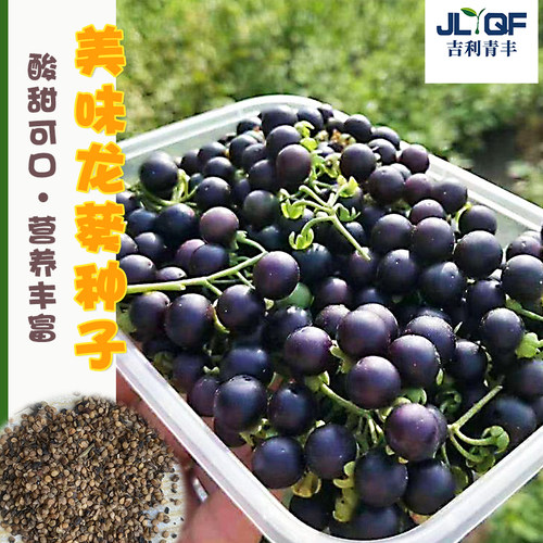 龙葵种子高产东北黑黝黝四季