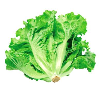 玻璃生菜种籽大全四季