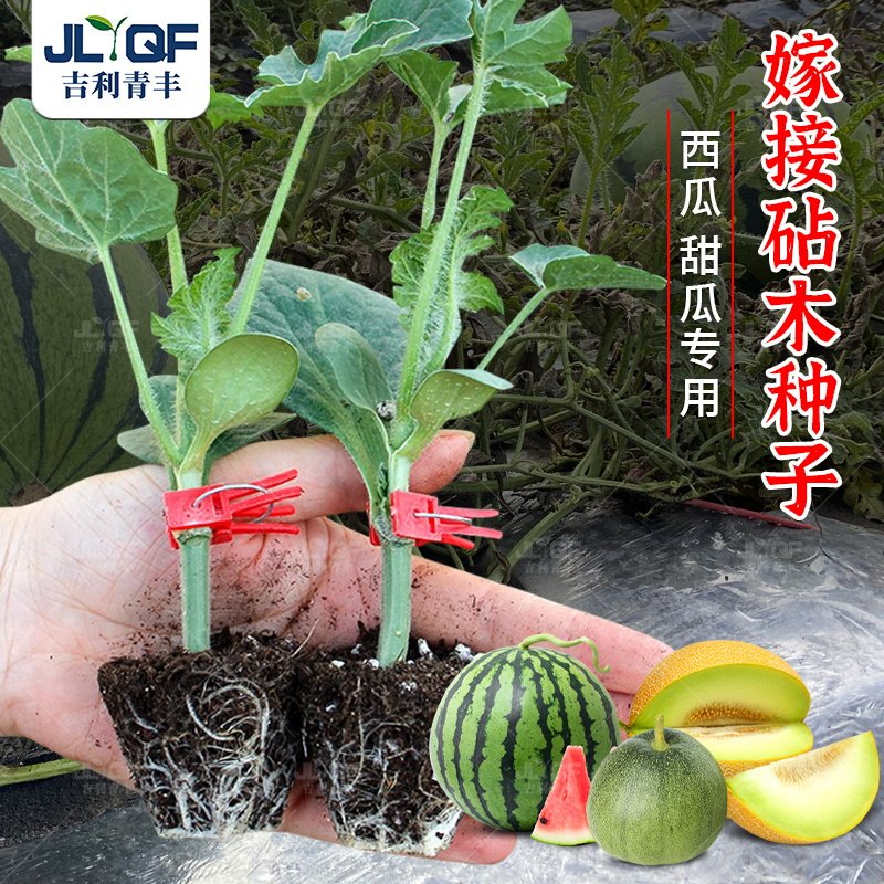 西瓜甜瓜砧木种子亲和力强