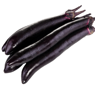 老品种茄子种籽大全紫黑把大龙长茄种子苗秧绿萼烧烤茄孑春秋四季