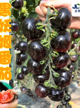 黑番茄种子紫西红柿苗黑珍珠种籽樱桃西黑柿春四季蔬菜种孑大全