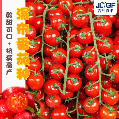 超甜瀑布番茄种子樱桃四季