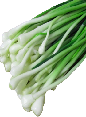 小根蒜种子野山葱四季