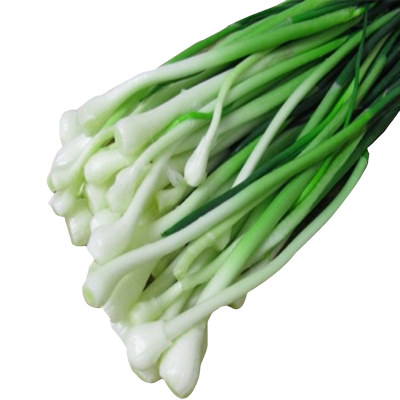 小根蒜种子野山葱四季