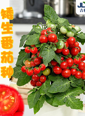 矮生番茄种子阳台盆栽番茄苗四季西红柿种孑黄色圣女果千禧番茄籽