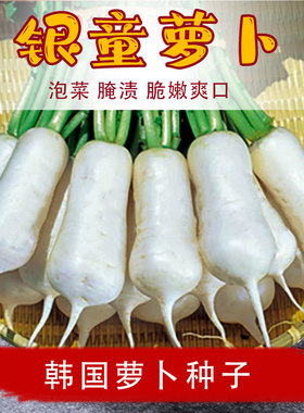 银童白萝卜种籽迷你四季
