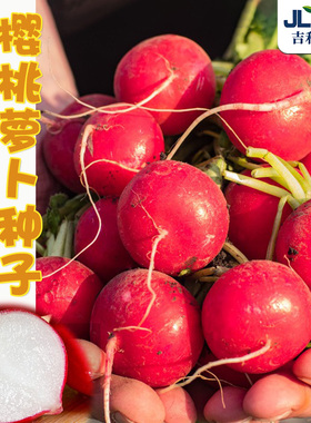 杨花樱桃萝卜种子春夏四季耐热水果萝卜种籽速生小红萝卜种孑大全