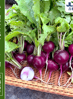 冰激凌樱桃萝卜种子紫色迷你萝卜种孑高产小罗卜蔬菜种籽四季盆栽