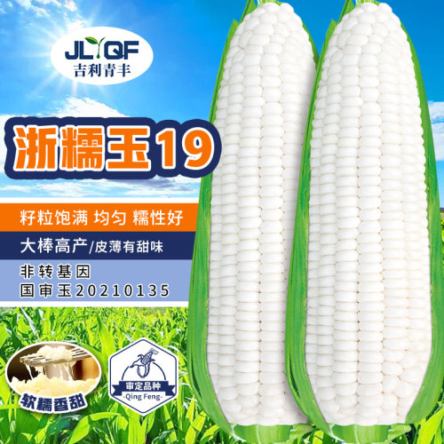 甜糯玉米水果玉米种籽大全