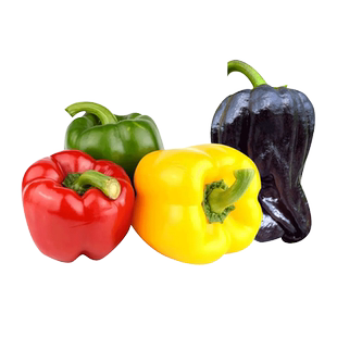 菜椒种子苗秧灯笼椒红甜椒种孑春秋四季水果辣椒高产青椒彩椒种籽