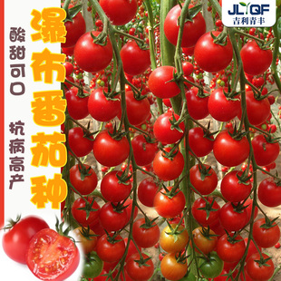 樱桃番茄小西红柿蔬菜种孑 瀑布番茄种子超甜圣女果种籽苗秧春四季