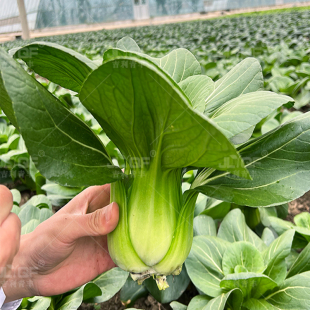 上海青油菜种子夏耐热矮脚青梗菜种籽春秋四季 播阳台蔬菜种孑大全