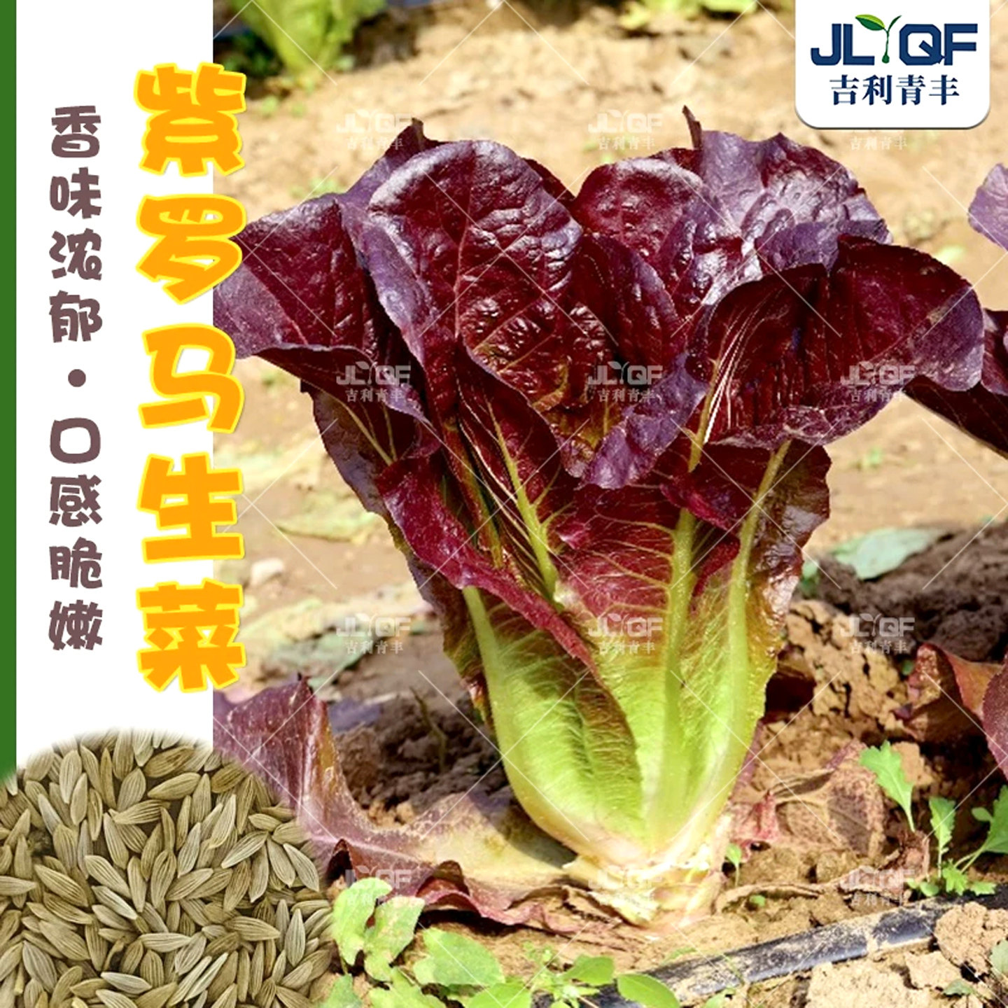 紫叶罗马生菜种子脆甜