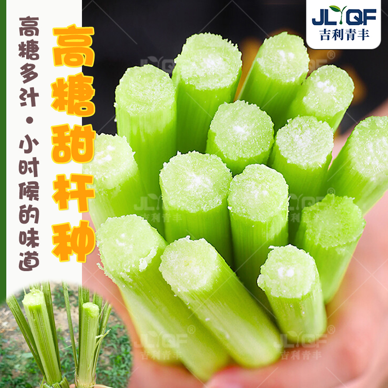 甜高粱种子农家绿皮春夏四季