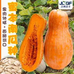 蜜本南瓜种子甜糯板栗味奶油南瓜种籽春秋四季阳台盆栽蔬菜种孑苗
