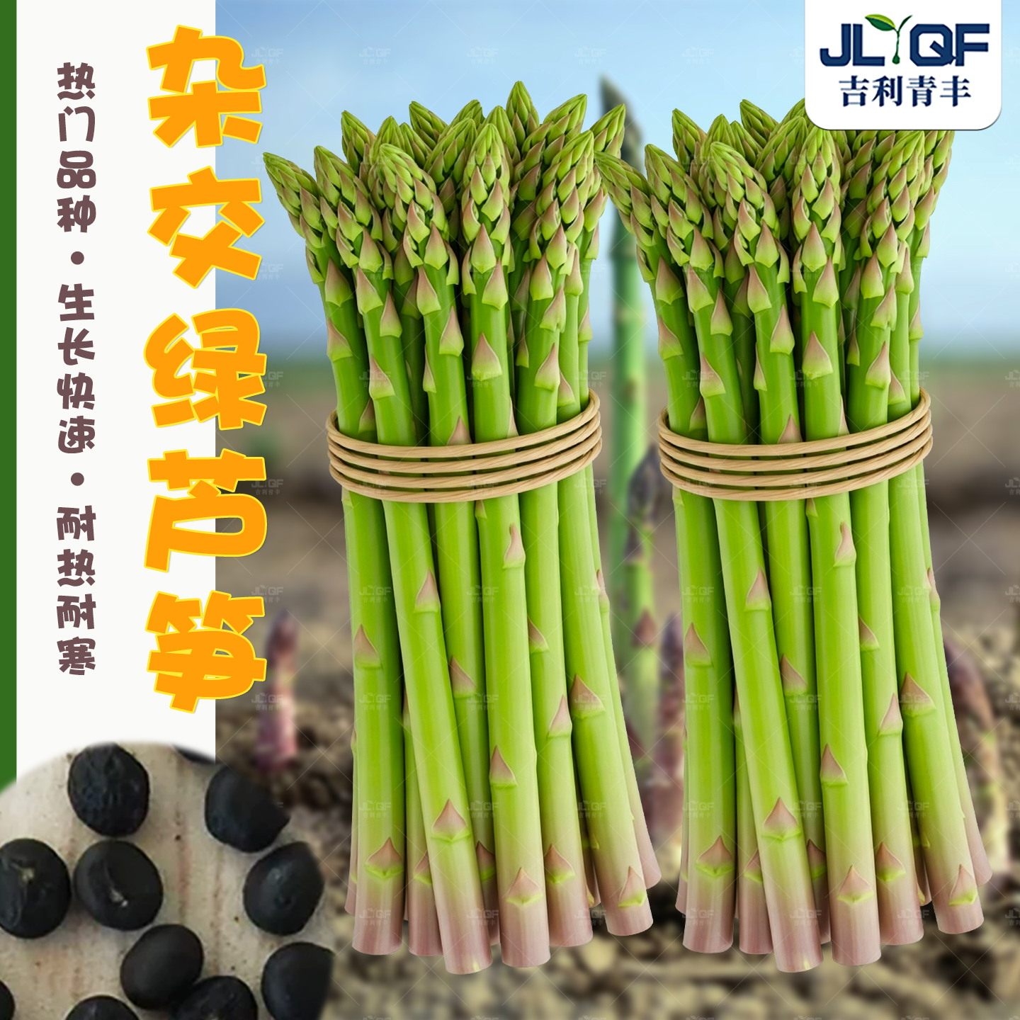 杂交芦笋种籽高端芦笋根种子春秋四季阳台盆栽多年生大棚蔬菜种孑