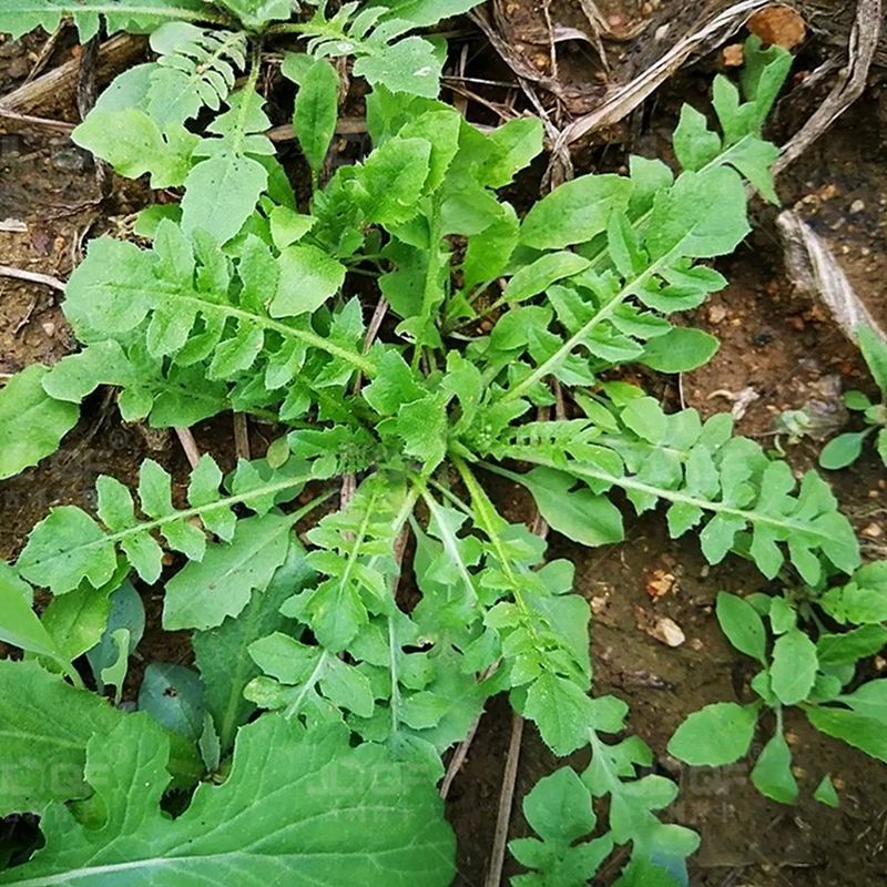 大叶荠菜种籽农家四季