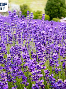 蓝色薰衣草种子紫色普罗旺斯花籽法国进口薰衣草种孑庭院阳台四季