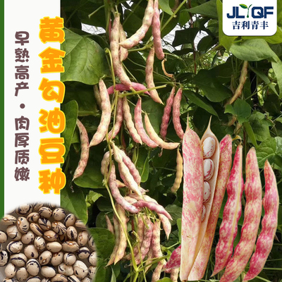 黄金勾豆种籽架豆高产四季蔬菜