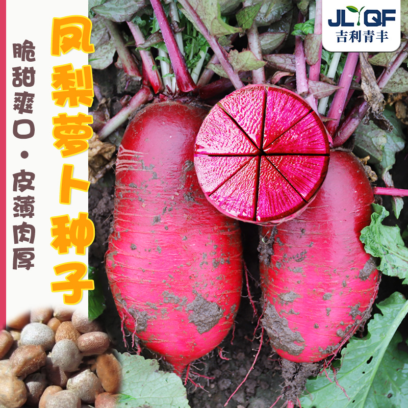 凤梨萝卜韩国红翠水果种子秋季
