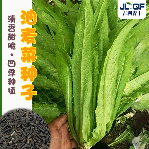 油麦菜香水生菜种籽四季
