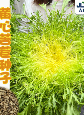 高产苦苣菜种子沙拉农家四季