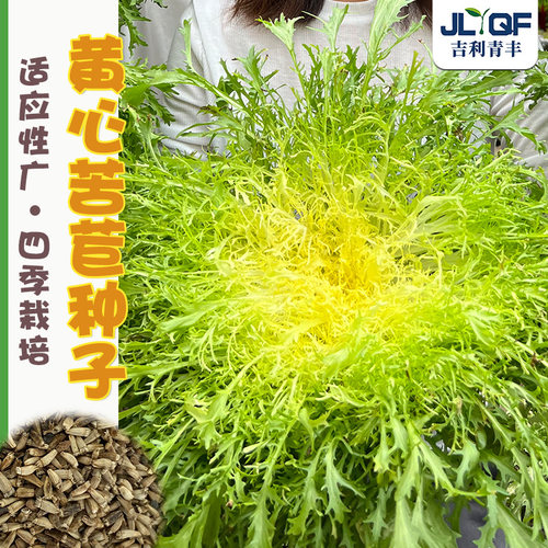 高产苦苣菜种子沙拉农家四季