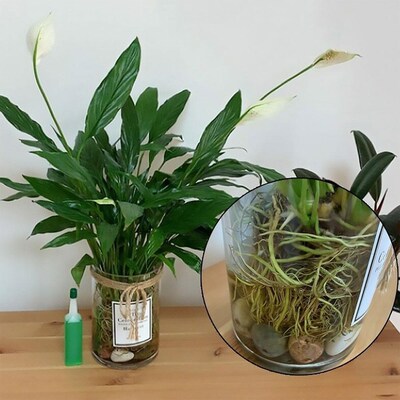 3PCS Hydroponic Liquid Fertilizer Nutrient Solution  Hydropo