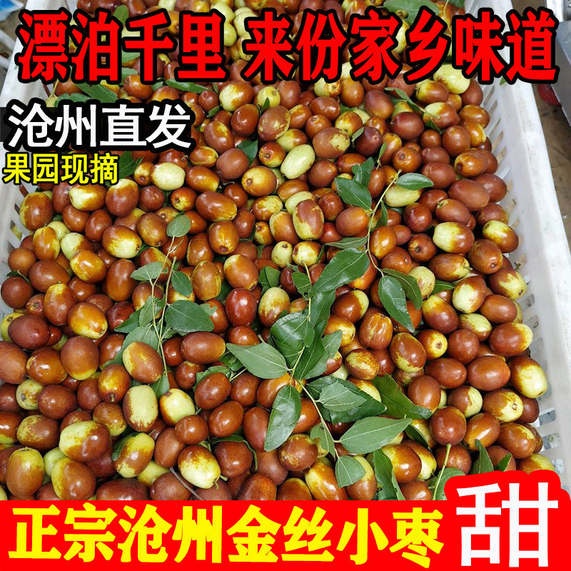 正宗沧州金丝小枣现摘现发河北特产脆甜鲜枣红枣孕妇新鲜水果批发