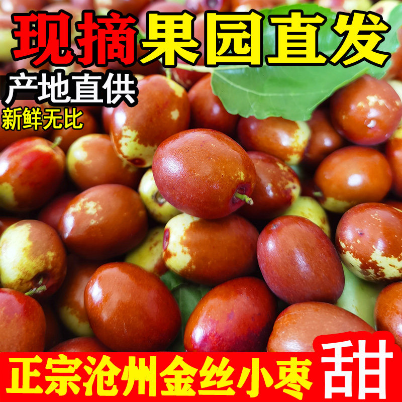 正宗金丝小枣沧州特产红枣河北果园现摘脆枣特级鲜枣孕妇新鲜水果