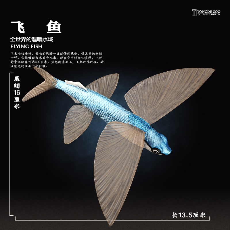 飞鱼模型海洋动物玩具环保材质