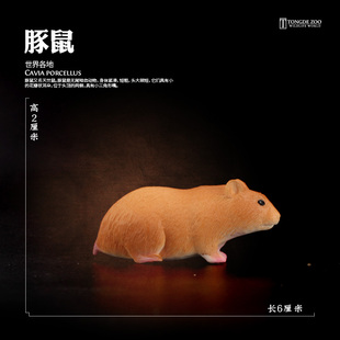 童德豚鼠模型仿真动物玩具塑胶天竺鼠荷兰猪儿童认知礼物摆件