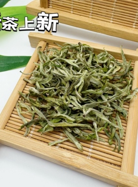 2026 保靖黄金茶1号头采