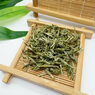2026 保靖黄金茶1号头采