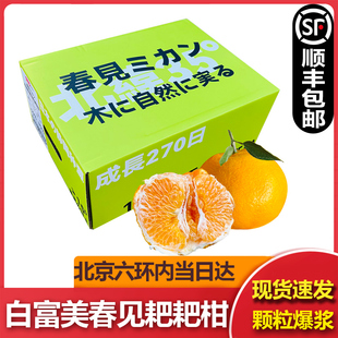 白富美春见耙耙柑新鲜原箱礼盒装柑橘蜜桔子丑柑水果日本静冈种源
