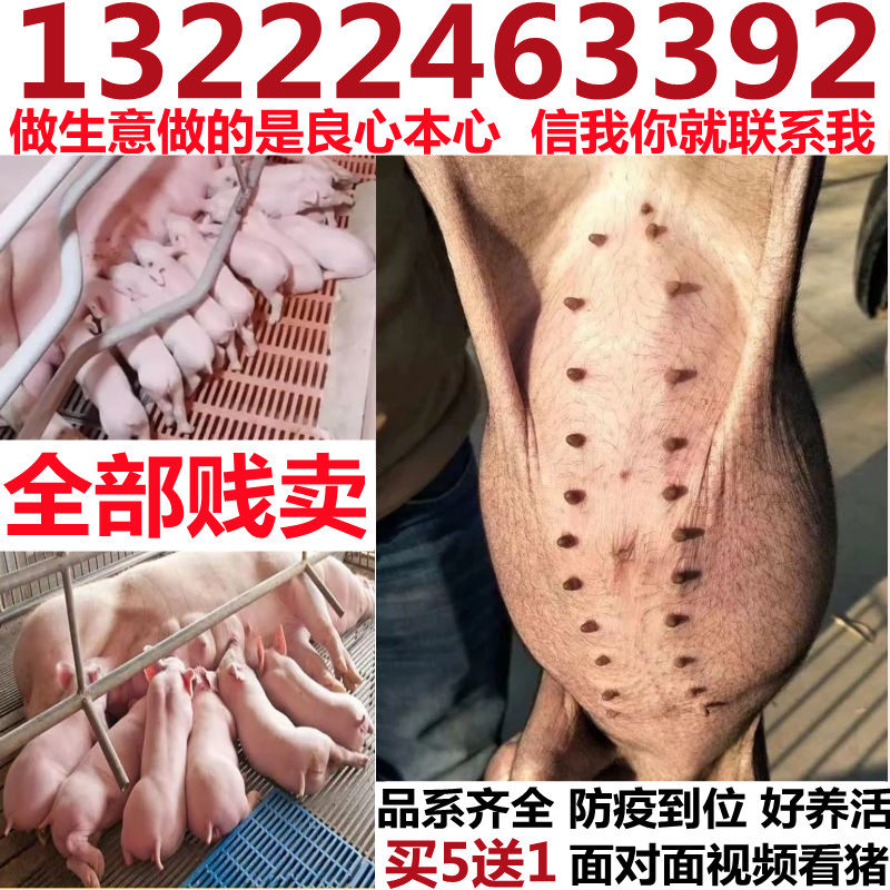 原种高产太湖母猪长白大白约克母猪杜洛克种公猪活体苏太二元母猪
