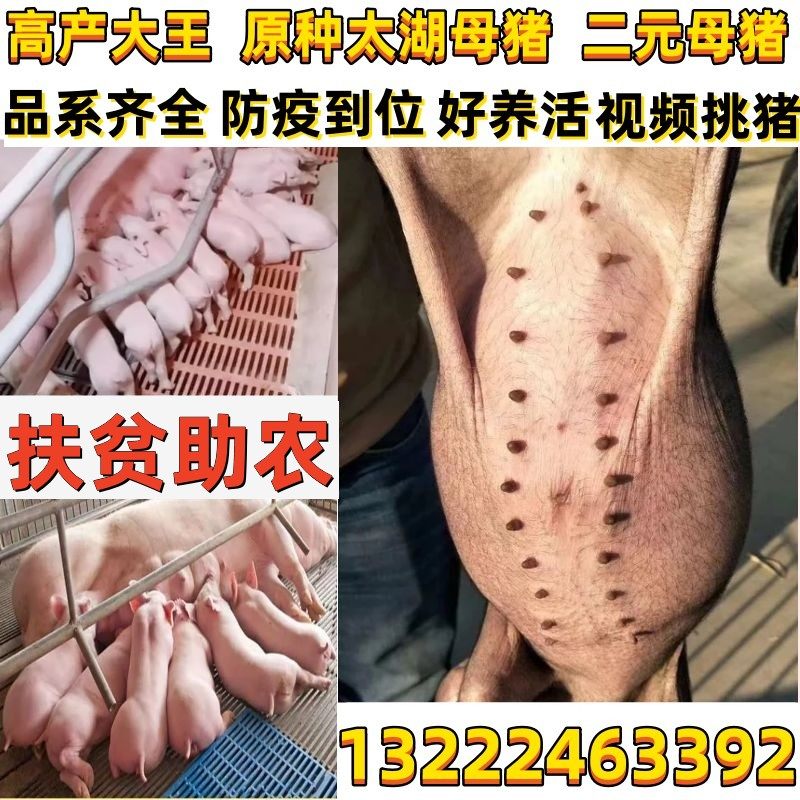原种高产太湖母猪新美系长白大白约克母猪杜洛克种公猪二元母猪仔