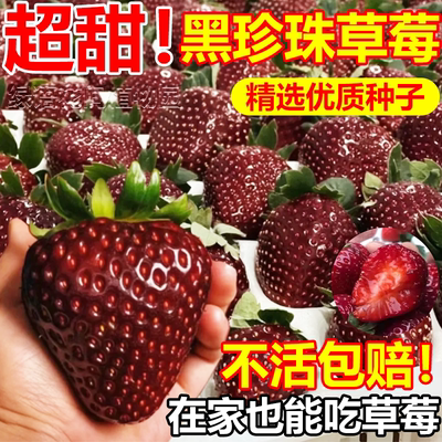黑珍珠草莓种子四季种植阳台盆栽