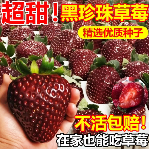 黑珍珠草莓种子四季种植阳台盆栽