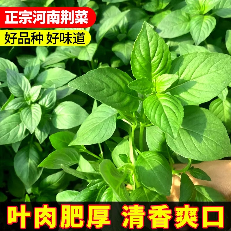 葱叶荆芥菜种籽河南蔬菜四季种植鸡毛菜菠菜香菜大种蔬菜种子大全